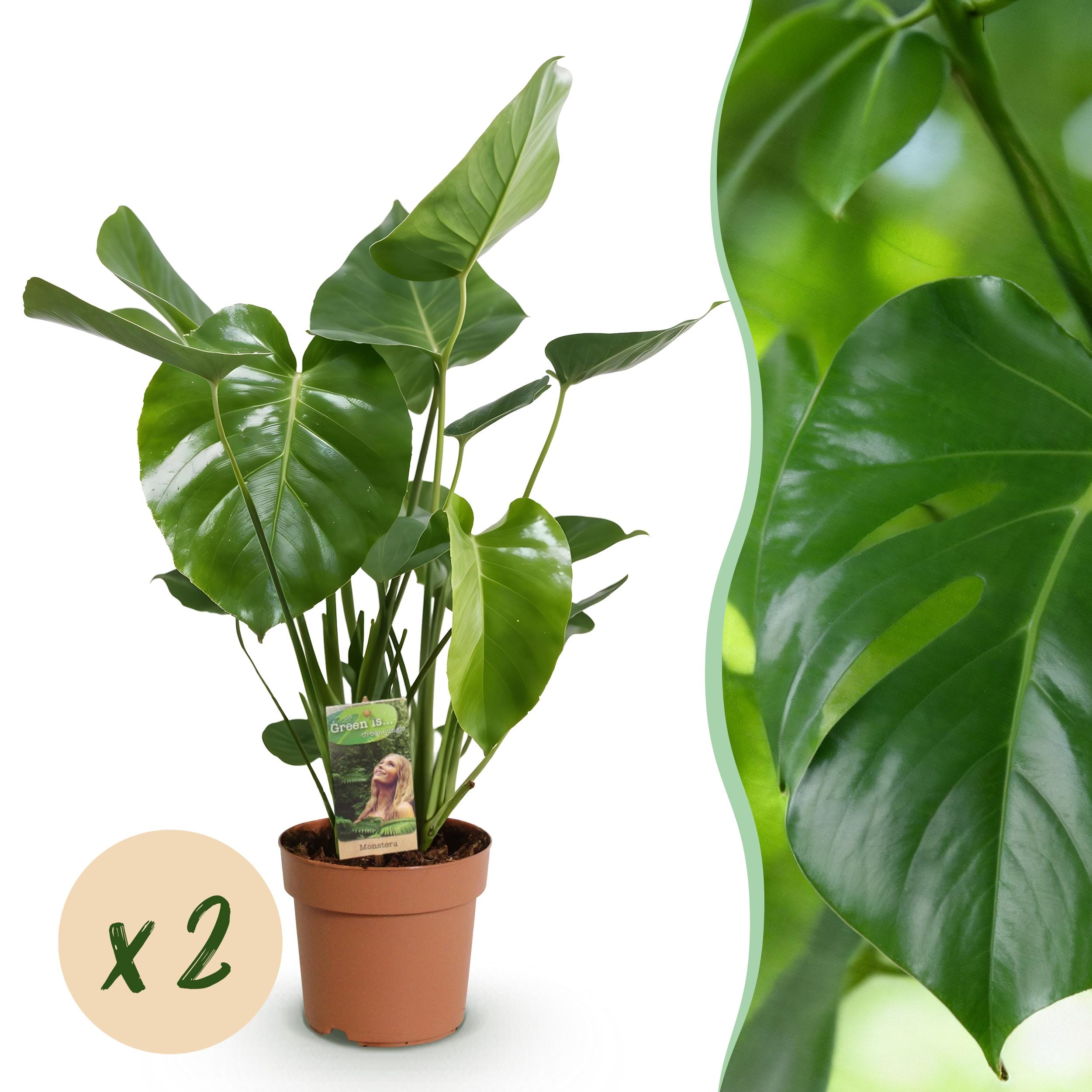 Monstera Deliciosa - Gatenplant - Weinig Onderhoud - Groen - 2 Planten - Pot 17Cm - Hoogte 50-55Cm