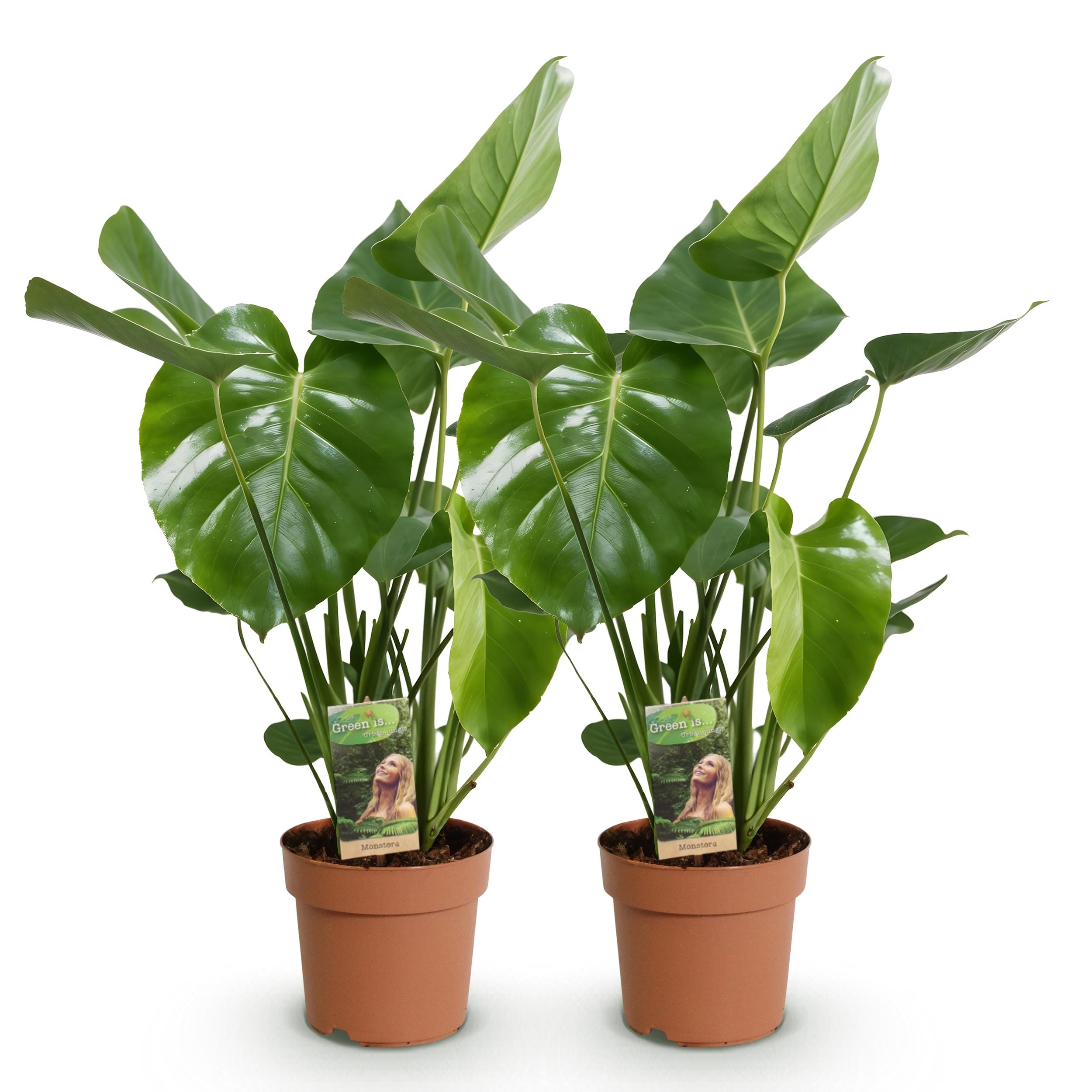 Monstera Deliciosa - Gatenplant - Weinig Onderhoud - Groen - 2 Planten - Pot 17Cm - Hoogte 50-55Cm - Afbeelding 2