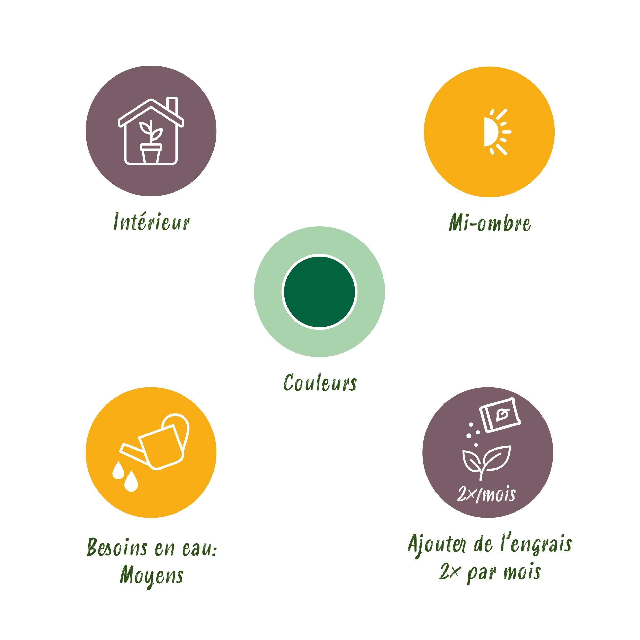 Monstera Deliciosa - Gatenplant - Weinig Onderhoud - Groen - 2 Planten - Pot 17Cm - Hoogte 50-55Cm - Afbeelding 8