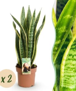 Sanseveria Laurentii - Vrouwentong - Weinig Onderhoud - Groen - 2 Planten - Pot 17Cm - Hoogte 60-70Cm