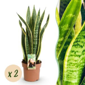 Sanseveria Laurentii - Vrouwentong - Weinig Onderhoud - Groen - 2 Planten - Pot 17Cm - Hoogte 60-70Cm