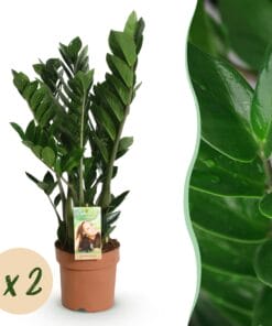 Zamioculcas - Weinig Onderhoud - Groen - 2 Planten - Pot 17Cm - Hoogte 65-75Cm