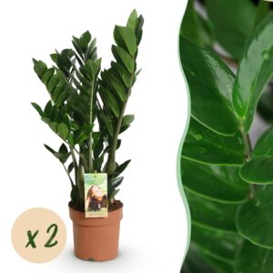 Zamioculcas - Weinig Onderhoud - Groen - 2 Planten - Pot 17Cm - Hoogte 65-75Cm