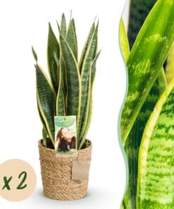 Sanseveria Laurentii - Vrouwentong - Weinig Onderhoud - Met Mand - Groen - 2 Planten - Pot 17Cm - Hoogte 60-70Cm