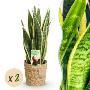 Sanseveria Laurentii - Vrouwentong - Weinig Onderhoud - Met Mand - Groen - 2 Planten - Pot 17Cm - Hoogte 60-70Cm
