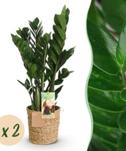Zamioculcas -Plant - Weinig Onderhoud - Met Mand - Groen - 2 Planten - Pot 17Cm - Hoogte 65-75Cm