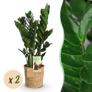 Zamioculcas -Plant - Weinig Onderhoud - Met Mand - Groen - 2 Planten - Pot 17Cm - Hoogte 65-75Cm