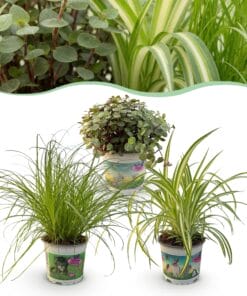 Cyperus - Calissia - Chlorophytum - Mix Van 3 - Huisdiervriendelijke Planten - Groen - 3 Planten - Pot 12Cm - Hoogte 20Cm