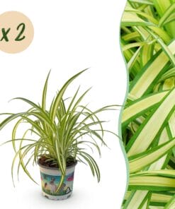 Kamerplant - Chlorophytum Comosum Variegatum - Kattengras - Huisdiervriendelijk - Bont - 2 Planten - Pot 12Cm - Hoogte 25-30Cm