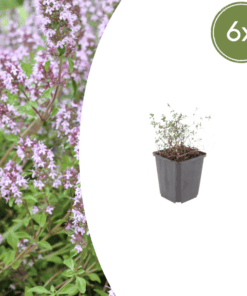 6X Thymus Vulgaris - ↕10-25Cm - Ø9Cm