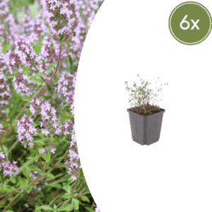 6X Thymus Vulgaris - ↕10-25Cm - Ø9Cm
