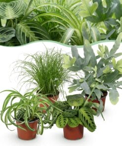 Chlorophytum - Cyperus - Phlebodium - Marantha - Mix Van 4 - Huisdiervriendelijke Planten - Groen - 4 Planten - Pot 12Cm - Hoogte 25Cm