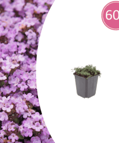 60X Thymus Praecox 'Purple Beauty' - ↕10-25Cm - Ø9Cm