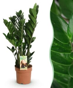 Zamioculcas - Weinig Onderhoud - Groen - 1 Plant - Pot 17Cm - Hoogte 65-75Cm
