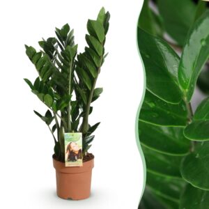 Zamioculcas - Weinig Onderhoud - Groen - 1 Plant - Pot 17Cm - Hoogte 65-75Cm