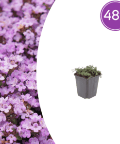 48X Thymus Praecox 'Purple Beauty' - ↕10-25Cm - Ø9Cm