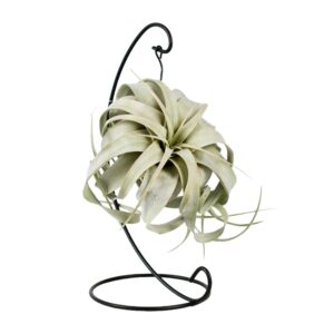 Tillandsia 'King Xero' – luchtplant met sculptурale rozetvorm – ±12 cm