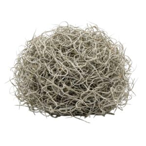 Gedroogd Tillandsia Mos – 1L – Alleen Voor Decoratief Gebruik