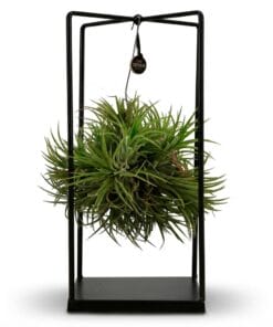 Tillandsia Luchtplant In Decor - Ø 14 Cm - Hoogte: 37 Cm
