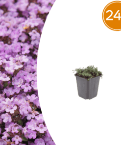 24X Thymus Praecox 'Purple Beauty' - ↕10-25Cm - Ø9Cm