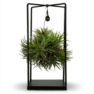 Tillandsia Luchtplant In Decor - Ø 14 Cm - Hoogte: 37 Cm