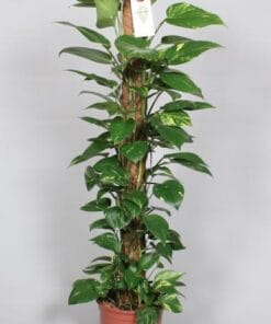 Epipremnum Pinnatum Mosstok 120Cm Scindapsus - Ø24Cm - ↕120Cm