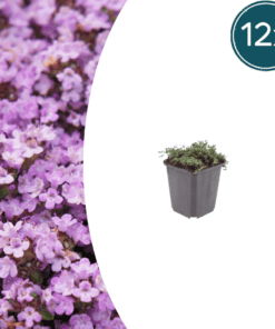12X Thymus Praecox 'Purple Beauty' - ↕10-25Cm - Ø9Cm