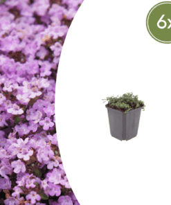 6X Thymus Praecox 'Purple Beauty' - ↕10-25Cm - Ø9Cm