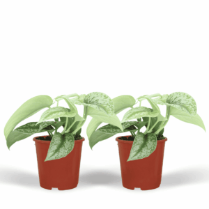 Scindapsus Pictus 'Trebie' – makkelijke hang- of klimplant – 2 stuks, ±12 cm