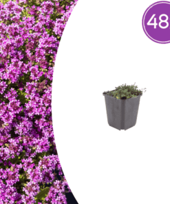 48X Thymus Praecox 'Coccineus' - ↕10-25Cm - Ø9Cm