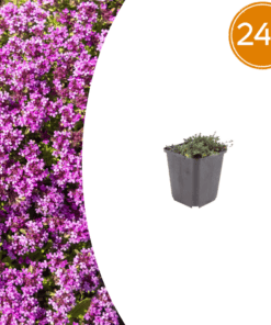 24X Thymus Praecox 'Coccineus' - ↕10-25Cm - Ø9Cm
