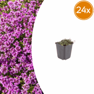 24X Thymus Praecox 'Coccineus' - ↕10-25Cm - Ø9Cm