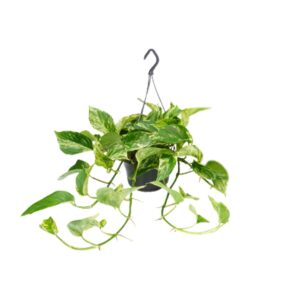 Epipremnum Marble Queen - Scindapsus - Ø15Cm - ↕25Cm