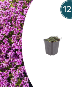 12X Thymus Praecox 'Coccineus' - ↕10-25Cm - Ø9Cm