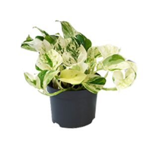 Scindapsus 'Marble Queen' (Epipremnum aureum 'Marble Queen') – ±12 cm