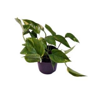 Scindapsus (Epipremnum aureum) – makkelijke hangplant – ±12 cm