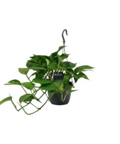 Scindapsus (Epipremnum) - Ø15Cm - ↕45Cm