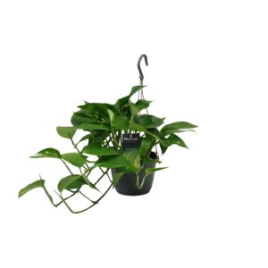 Scindapsus – makkelijke kamerplant met hartvormige bladeren – ±15 cm