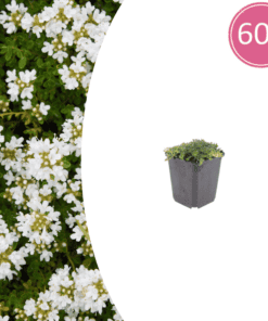 60X Thymus Praecox 'Albiflorus' - ↕10-25Cm - Ø9Cm