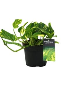 Scindapsus (Epipremnum) N'joy Gold - Ø12Cm - ↕25Cm