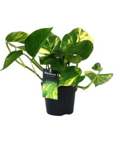 Scindapsus (Epipremnum) Aureum - Ø12Cm - ↕25Cm