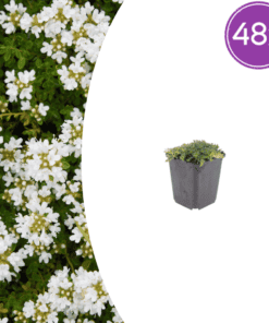48X Thymus Praecox 'Albiflorus' - ↕10-25Cm - Ø9Cm