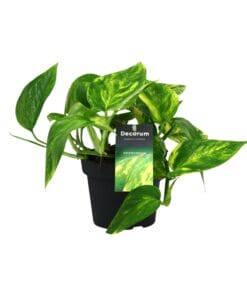 Scindapsus (Epipremnum) Pinnatum Hicolor - Ø12Cm - ↕20Cm