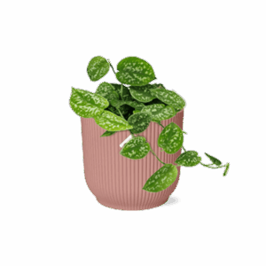 Scindapsus Pictus 'Argyraeus' – zilvergevlekte bladeren in roze pot – ±14 cm