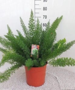 Asparagus D. Meyers - Ø27Cm - ↕60Cm