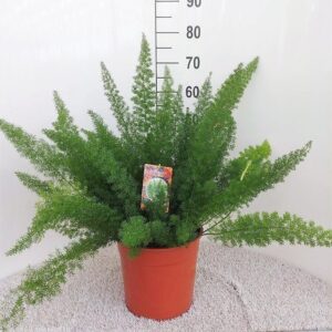 Asparagus densiflorus 'Myers' (Aspergevaren) – pluizige naaldvormige – ±27 cm