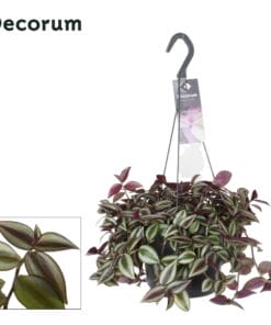 Tradescantia Zebrina Purpusii - Ø17Cm - ↕30Cm