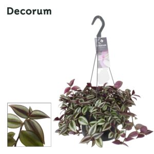 Tradescantia Zebrina Purpusii – hangplant – ±17 cm