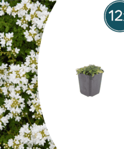 12X Thymus Praecox 'Albiflorus' - ↕10-25Cm - Ø9Cm
