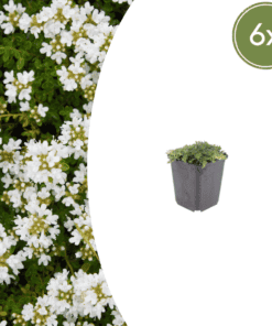 6X Thymus Praecox 'Albiflorus' - ↕10-25Cm - Ø9Cm